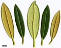 SpeciesSub: var. russotinctum Triplonaevium Group